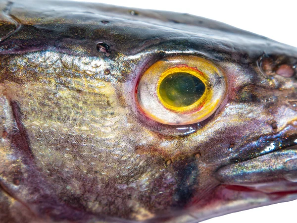 Snoek Roofvissen Hoofd Geïsoleerd Witte Achtergrond Visserij Vangst Van Snoek — Stockfoto