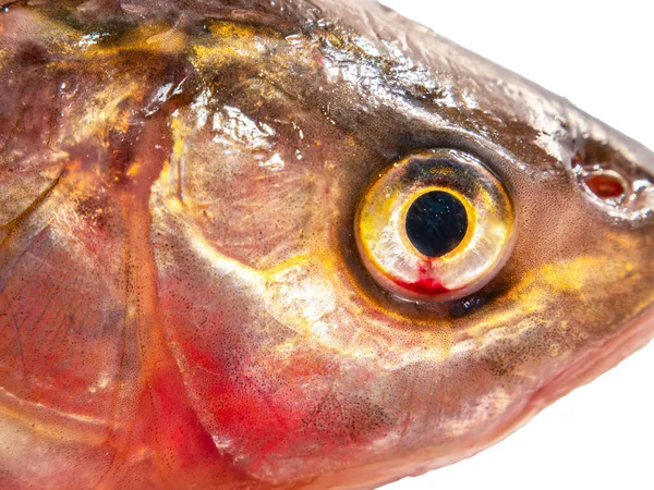 Рыбья Голова Изолирована Белом Фоне Рыбный Улов Рыбалка Пресной Воде — стоковое фото