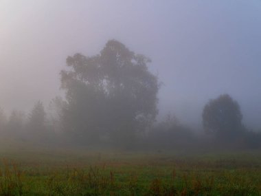 Sabah sisinde çayırdaki ağaçlar. Gün doğumu. Deruvia yoğun siste. Uçuşa kapalı hava. Görüş mesafesi düşük. Doğa manzarası. Hava durumu. Sinoptik. Hava tahminleri.