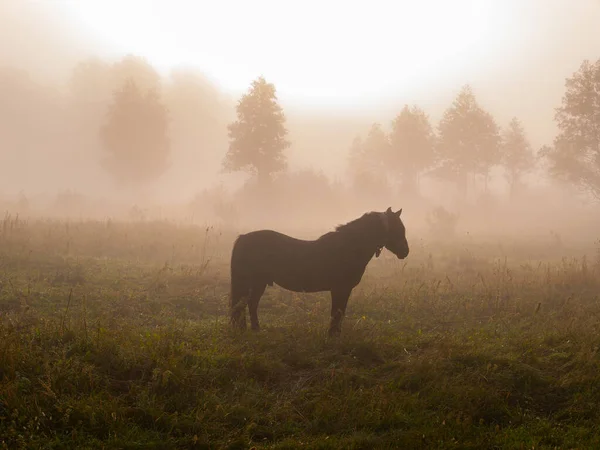 Das Pferd Weidet Morgennebel Auf Der Weide Pferdehof Morgensonnenaufgang Deruvia — Stockfoto
