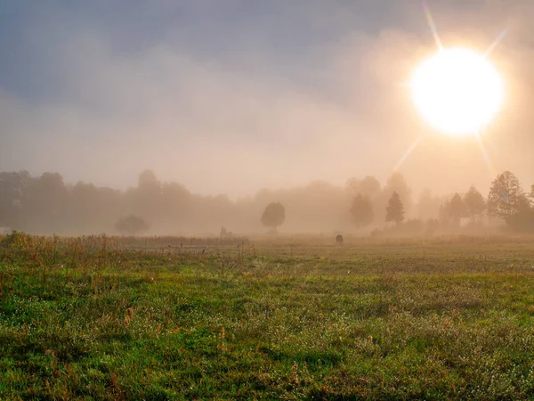 Sonnenaufgang Über Der Wiese Morgennebel Morgensonnenaufgang Deruvia Dichten Nebel Flugverbot — Stockfoto