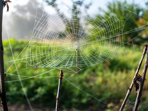 White spider web woven on tree branches. Cobweb on a background of green grass. Insect trap. Natural background. Background image. Green grass. Summer season. Indian summer.