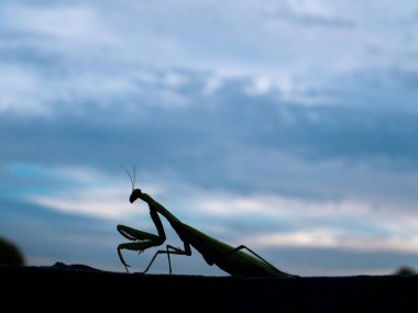 Animal insect green religious mantis is a family of arthropods. clipart
