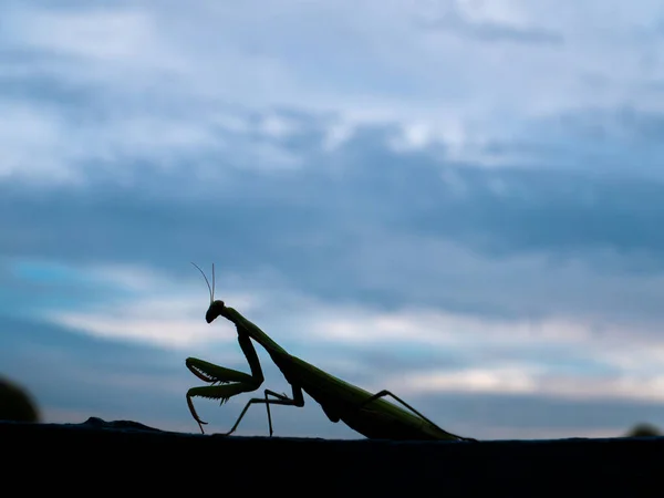 Animal insect green religious mantis is a family of arthropods.