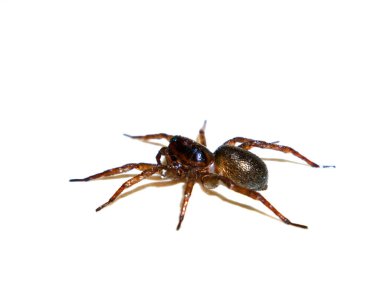 Beyaz arka planda Örümcek Tegenaria domestica. Ev örümceği. Yırtıcı böcek. Örümcek ağı Tegenaria domestica. Hayvanlar arı gibidir. Avcı. Doğanın dünyası. Metnin için yer.