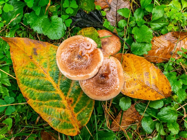 Honey mushrooms on a background of autumn leaves. Edible forest mushrooms honey agarics. Autumn rainy day. Autumn season in the forest. Raw food. Rain cables. Background image. Place for text. — Stock Image Honey Mushrooms Background Autumn Leaves Edible Forest Mushrooms Honey Agarics Royalty Free Stock Photos