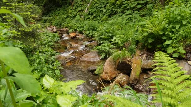 Slomotion vody pohybuje v vodopád v horském lese — Stock video