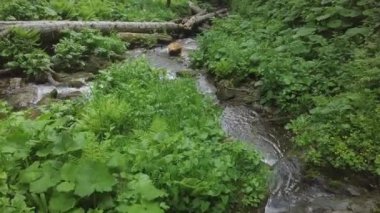 Su orman şelale ile hareket