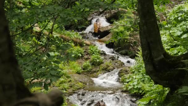 Long shot of small forest waterfall — Stock Video