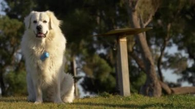 Kemik yaka cepleri ile parkta çim, büyük beyaz köpek portresi