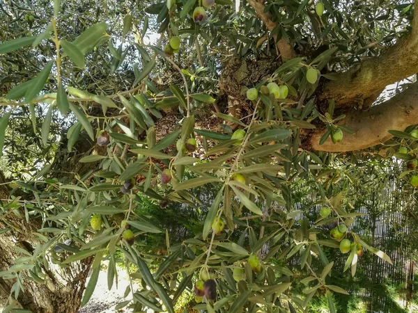Оливковое Дерево Полном Производстве Фруктов — стоковое фото