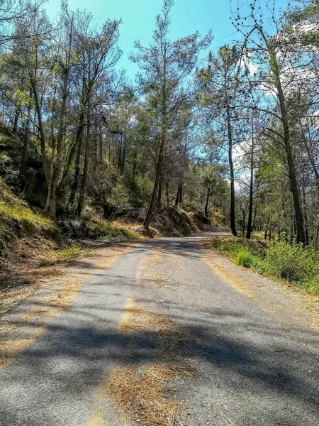 Camino Montaña Con Pinos Ambos Lados Muchas Hojas Secas —  Fotos de Stock