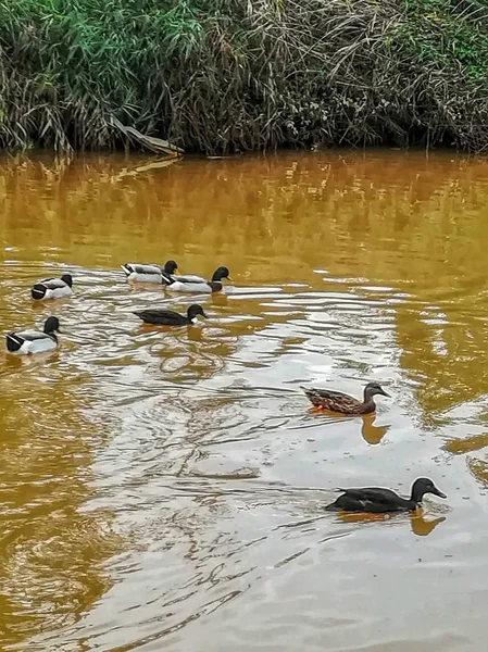 Enten Schwimmen Fluss Der Natürlichen Umgebung Des Gerinnsels Mit Sedimentbeladenem — Stockfoto