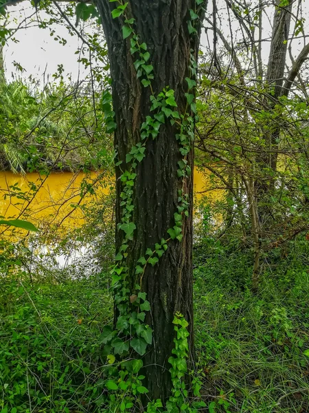 Río Del Entorno Natural Clot Con Agua Cargada Sedimentos Después — Foto de Stock