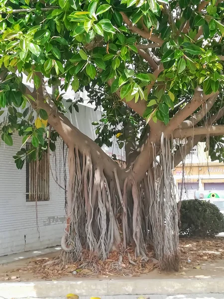 Árbol Con Raíces Extrañas Que Cuelgan Sus Ramas Llegan Suelo — Foto de Stock