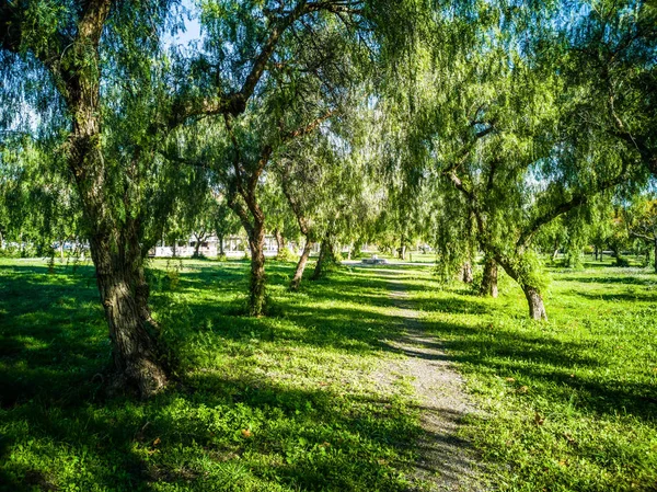 Blick Auf Sehr Grüne Bäume Und Gras Einem Großen Park — Stockfoto