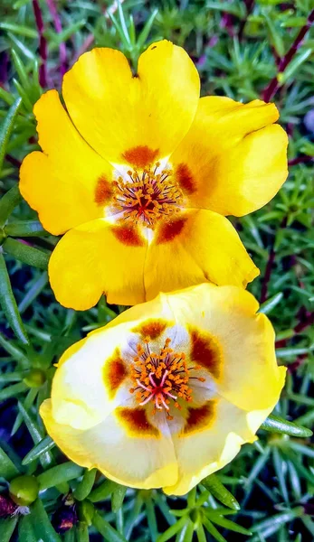 Flores Amarelas Com Centro Estrelado Tons Vermelhos Com Fundo Folhas — Fotografia de Stock
