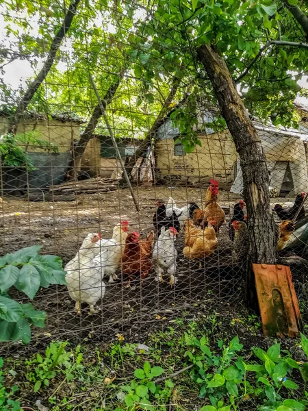 Maison Poule Rurale Faite Avec Des Feuilles Fil Dans Jardin — Photo