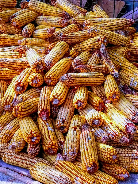 Вид Кукурузы Собранной Листьев Большим Количеством Сухих Зерен — стоковое фото