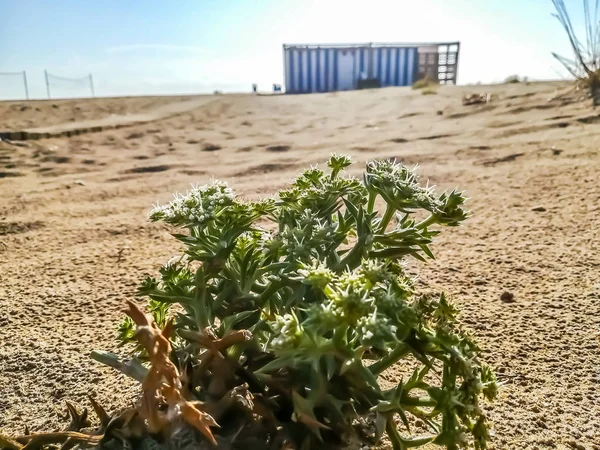 Pflanze Mit Stacheln Strand Von Puerto Saguntio — Stockfoto
