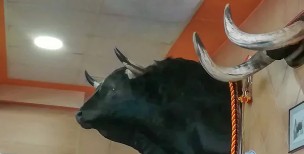 挂在瓷砖墙上的塞满的公牛头 — 图库照片