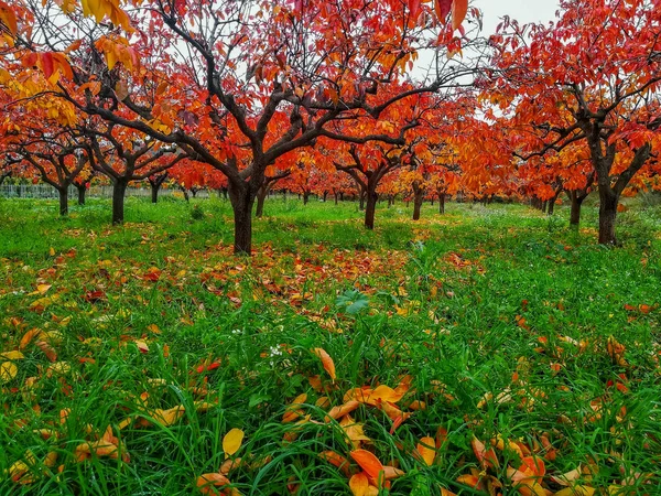 Sonbaharda Yaprakları Kırmızımsı Olan Kaki Ağaçlarının Fidanlığı — Stok fotoğraf
