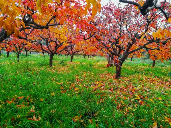 Plantation Kaki Trees Leaves Reddish Autumn — Stock Photo, Image