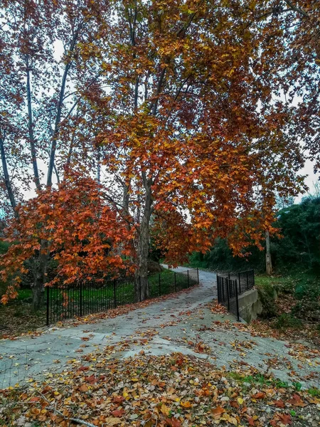 Paisaje Otoñal Con Muchas Hojas Secas Con Tonos Marrones —  Fotos de Stock