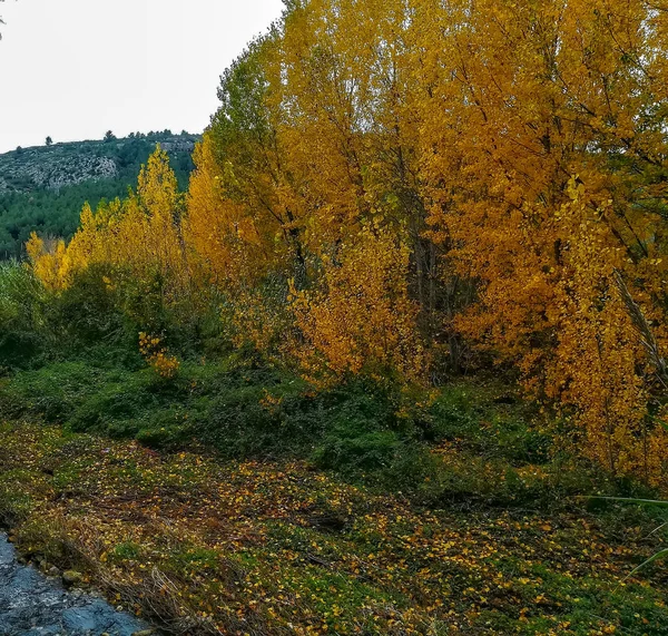 Paisaje Otoñal Con Muchas Hojas Secas Con Tonos Marrones —  Fotos de Stock