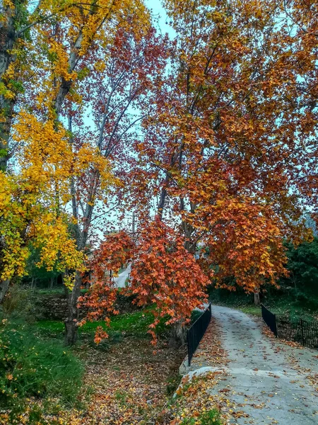 Herbstliche Landschaft Mit Vielen Trockenen Blättern Brauntönen — Stockfoto