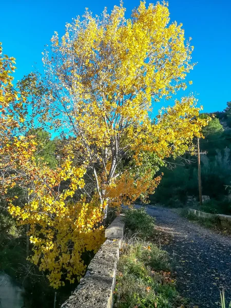 Herbstliche Landschaft Mit Vielen Trockenen Blättern Brauntönen — Stockfoto