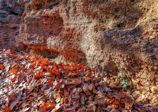 Paisaje Otoñal Con Muchas Hojas Secas Con Tonos Marrones —  Fotos de Stock