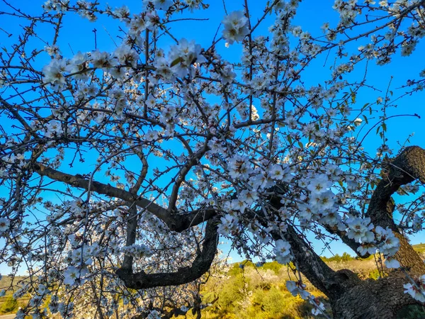 Almond tree in full bloom — Stock Photo, Image