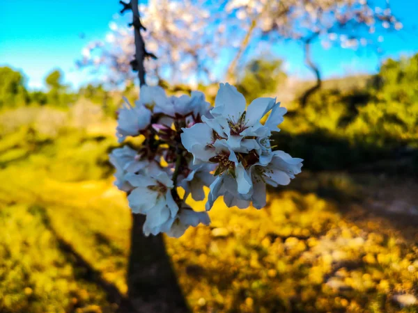 Almond tree in full bloom — Stock Photo, Image