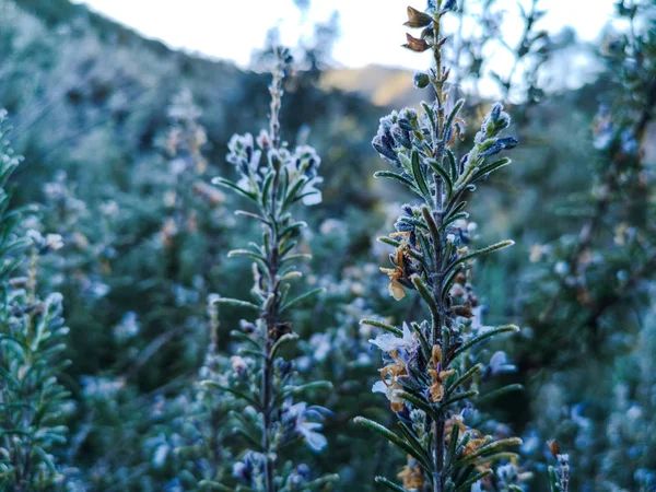 山植物与白霜 — 图库照片