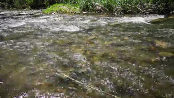 Palancia River Water Flowing — Stock Video