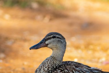Özgürlük te ördekler
