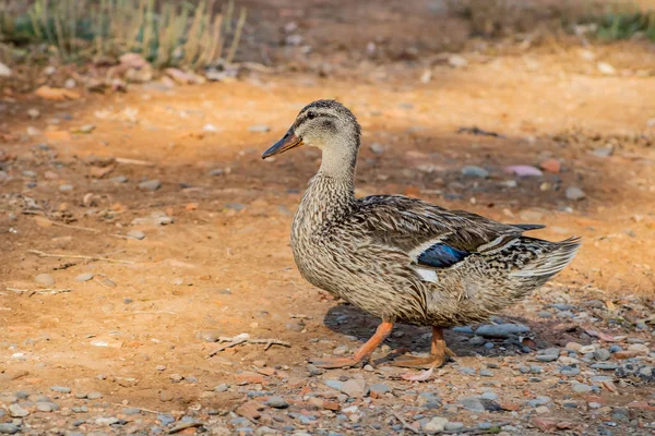 Änder i frihet — Stockfoto