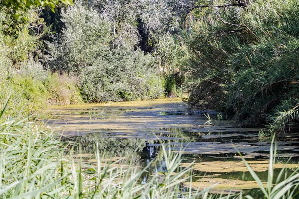 Vista del estanque — Foto de Stock