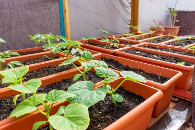 Evin terasındaki plastik saksılara ekilmiş kentsel bir sebze bahçesi manzarası, bir ağ tarafından korunuyor. Sağlıklı yaşam kavramı