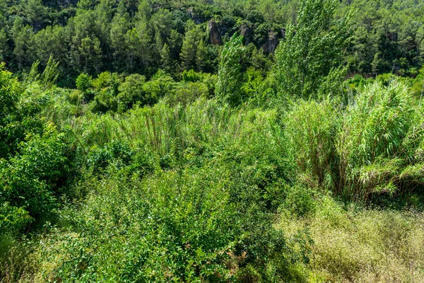 Uitzicht Het Landschap Van Mijares Rivierbedding Met Veel Vegetatie Zeer — Stockfoto