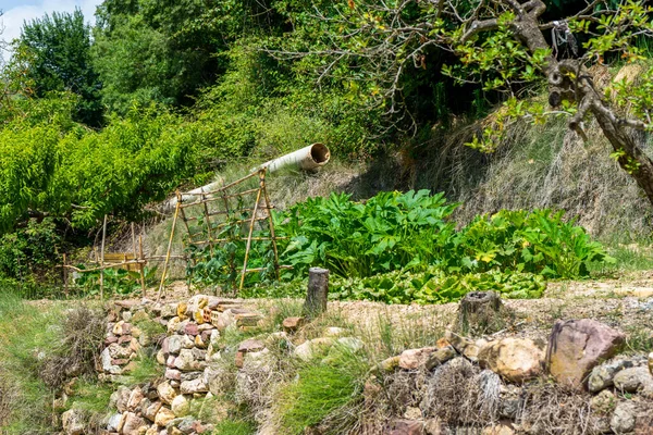 Landelijke Groentetuin Met Een Stenen Muur Groenteplanten Worden Vastgezet Met — Stockfoto