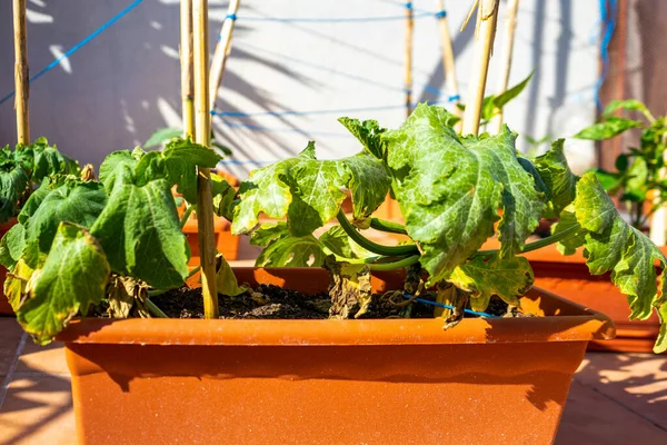 Vista Una Huerta Urbana Plantando Macetas Plástico Terraza Casa Protegida —  Fotos de Stock