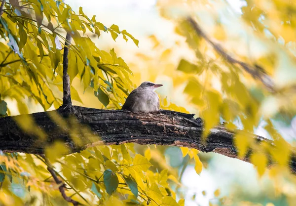 Kind Geel Vented Bulbul Pycnonotus Goiavier Zit Een Tak Met — Stockfoto