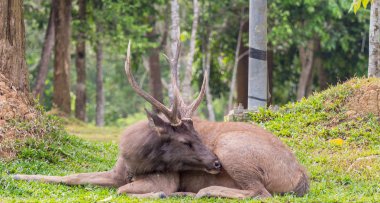 Closeup Male Samber Deer at Khao Yai National Park, Thailand. clipart