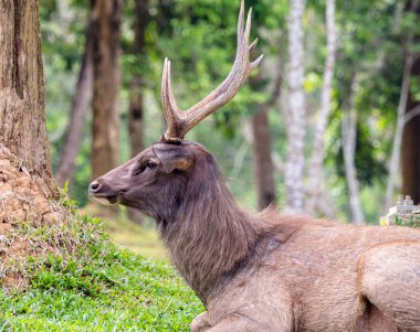 Portre erkek Samber geyik Khao Yai Milli Parkı, Tayland.