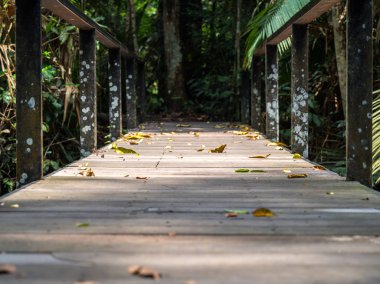 Duvar kağıdı için ormanda eski ahşap köprü.