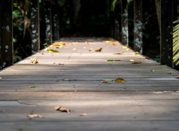 Vecchio Ponte Legno Nella Giungla Carta Parati — Foto Stock