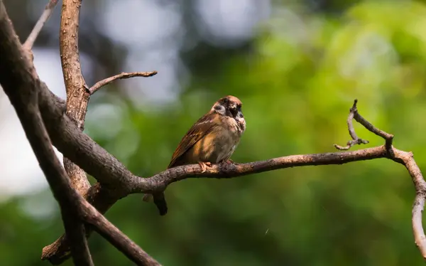 Eurasian Tree Sparrow Passer Montanus Sentado Ramo Com Fundo Natureza — Fotografia de Stock
