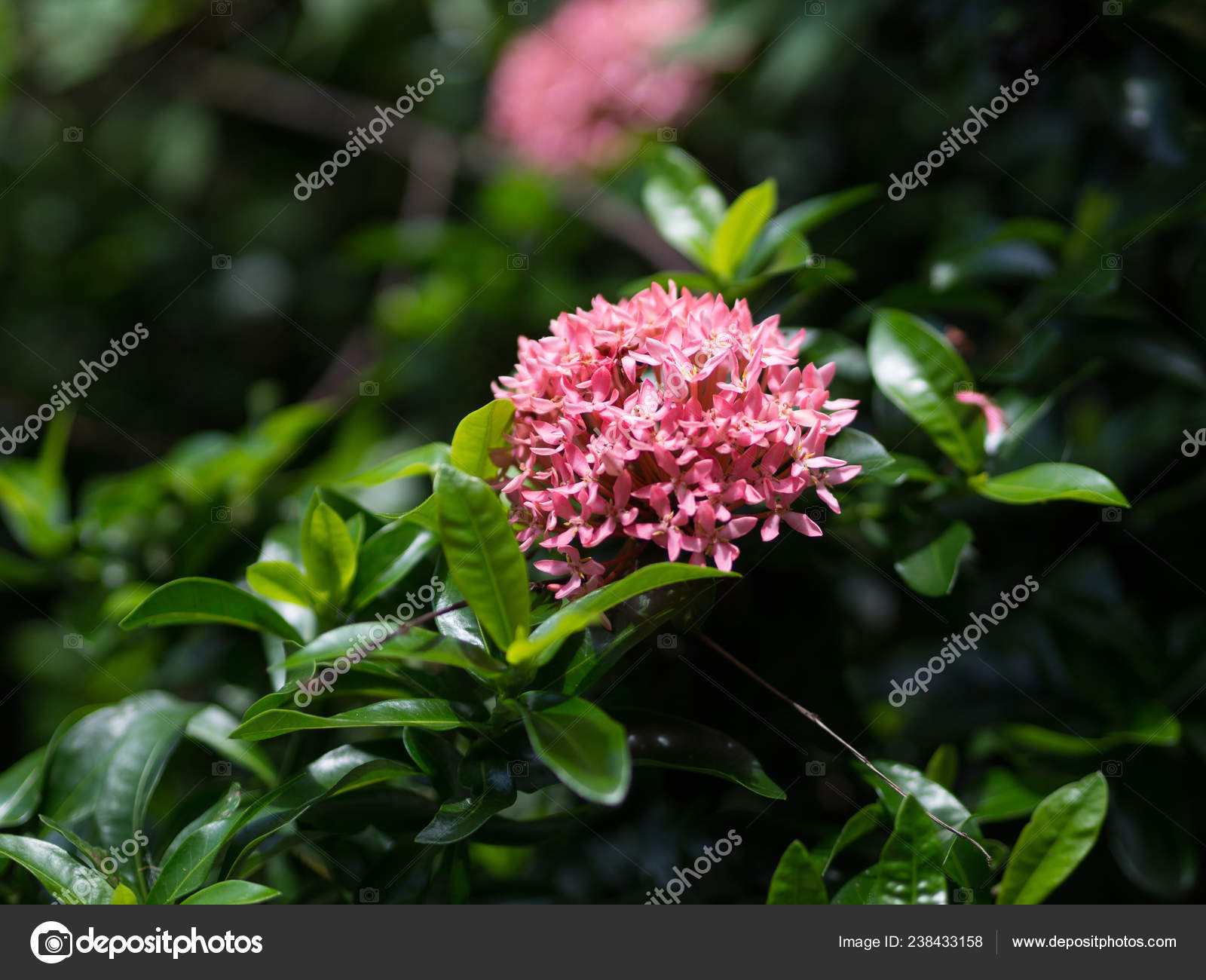 Closeup Pink Mini Ixora Coccinea Flowers Green Nature Background Rubiaceae  Stock Photo by ©supawitsre 238433158